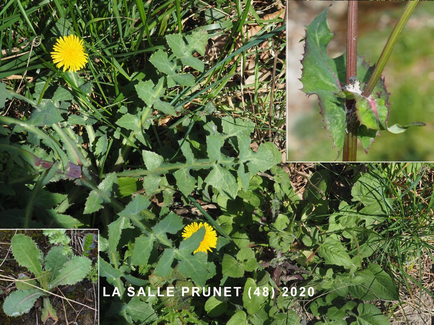 Sow-thistle, Common leaf